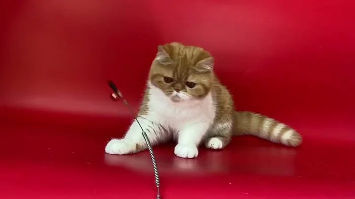 Video 4368721: exotic shorthair female kitten, white exotic shorthair kitten, exotic shorthair cattery, exotic shorthair red white