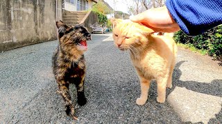 近づくと「シャーッ」と威嚇するサビ猫、隣で普通に撫でられる茶トラ猫