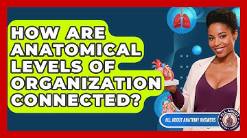 How Are Anatomical Levels Of Organization Connected? - All About Anatomy Answers