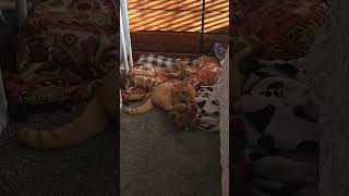 Peanut playing with a stuffed animal