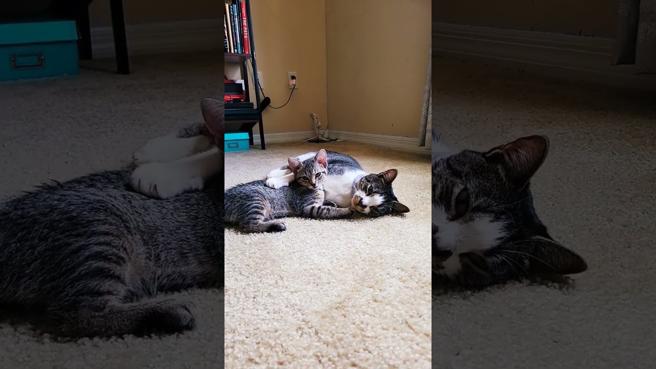 How two lovely cats stay warm.