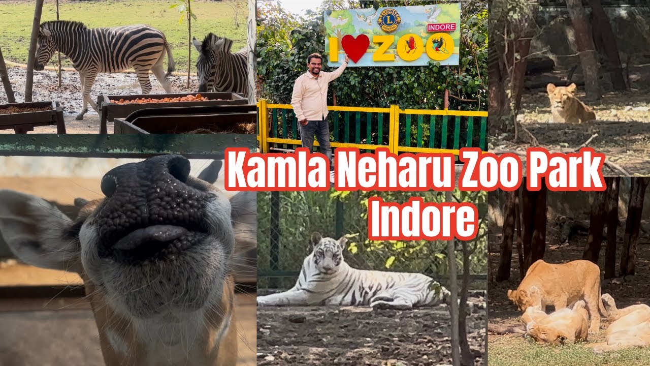 We Saw White Tiger Zebra & Lion in Indore Zoo| Place to see in Indore |Kamla Neharu Prani Sanghralay