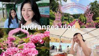 MINI VLOG : BERBURU BUNGA HYDRANGEA DI PINGGIR KOTA SEOUL | AMELICANO