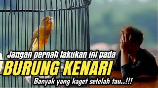 6 mistakes in caring for canaries that often occur, especially for beginners