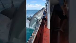Great White Shark Escapes A Whale Shark Then Attacks The Crew