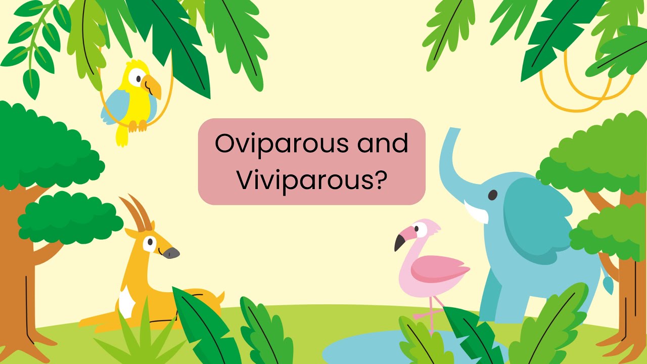 Oviparous and Viviparous Animals - YouTube