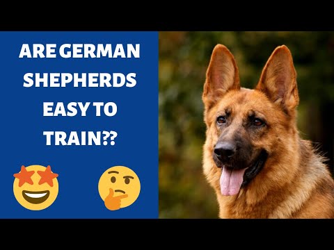 Are German Shepherd Dogs Easy to Tain?