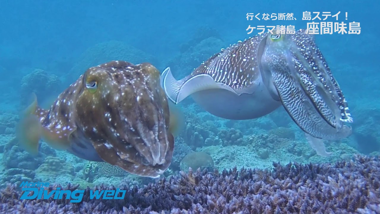 コブシメの産卵シーン ケラマ諸島 座間味島 Youtube