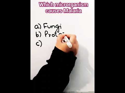 Which microorganism causes