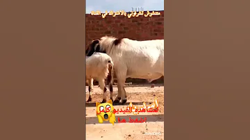 مواصفات المعزة اللي تتهجن مع الماعز البور 