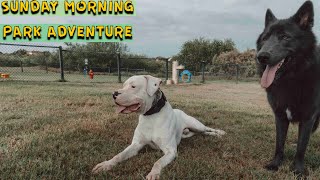 A Typical Park Day With My Dogs - Short Clip