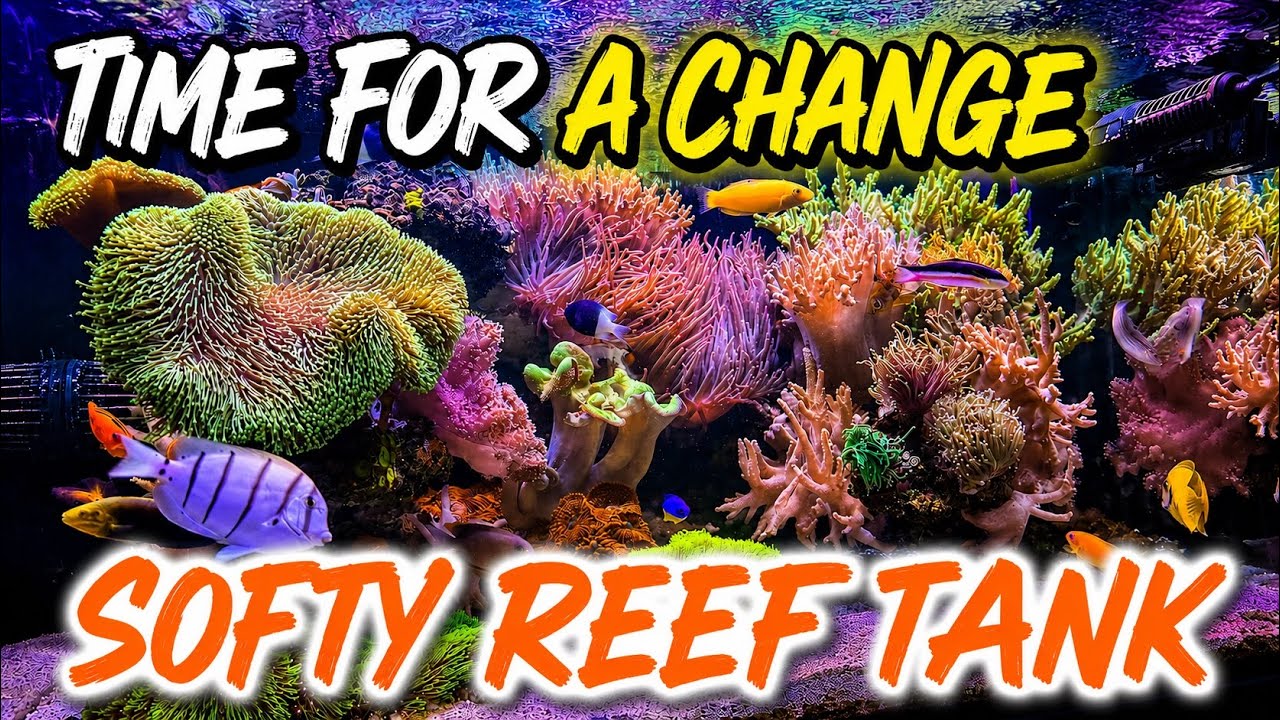 Reef Tank Maintenance and Dosing System Optimization