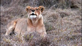 Lionesses' Epic Roar at Dusk (Imbali Pride)