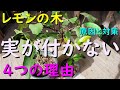 レモンの実が付かない4つの理由について解説します