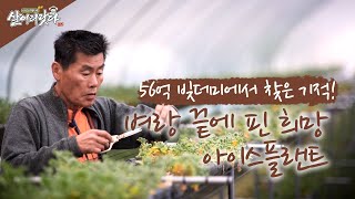 (살어리랏다3) 56억 빚더미에서 찾은 기적! 벼랑 끝에 핀 희망! 아이스플랜트! ktv, korea tv, bts ice plant (충남 예산)