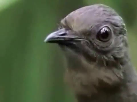 funny-bird-documentary