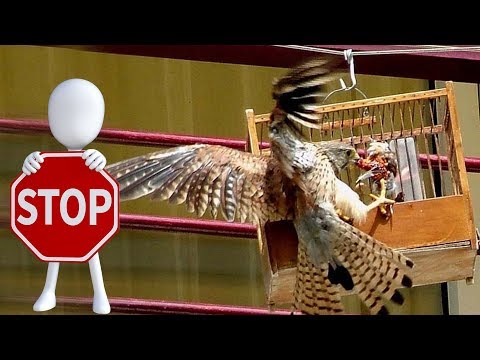 Βίντεο: Πώς να προστατέψετε τα σταφύλια από τα πουλιά; Προστασία από σπουργίτια και αστεράκια. Πώς να απομονωθείτε εάν μαζεύουν σταφύλια; Πώς να το προστατέψετε τρομάζοντας