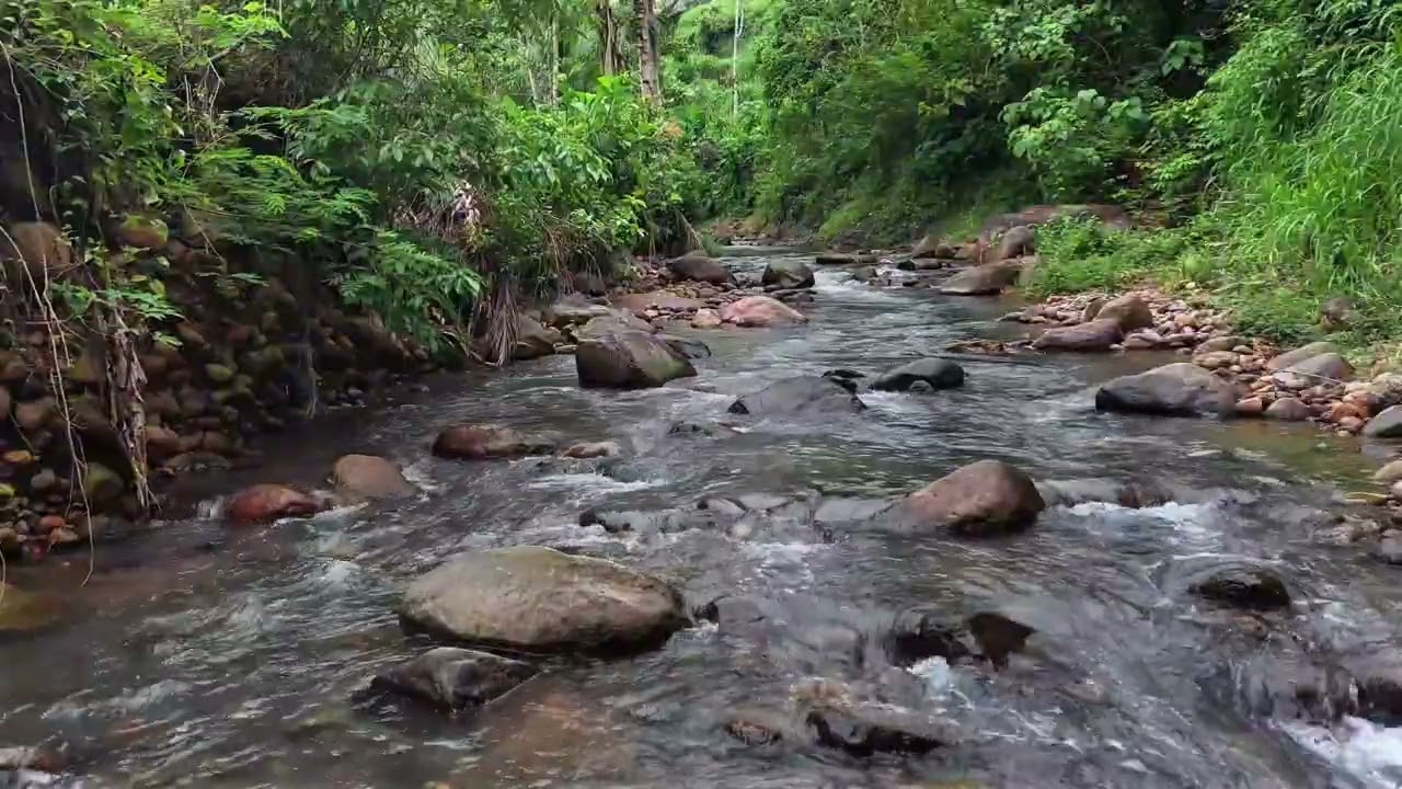 Stress Relief & Inner Peace Beside a Lush Tropical River with Soft Water Sounds