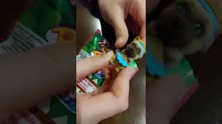 Download Mp3 Puppy in my pocket! #surprise #unboxing #shorts Gudang lagu Download Mp3 Puppy in my pocket! #surprise #unboxing #shorts