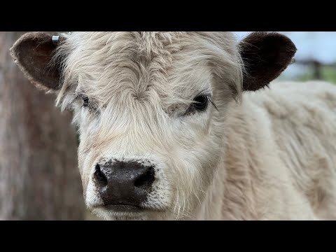 Micro Mini, Mini, Midsize, and Standard size highlands… what is the difference…