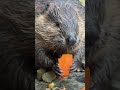 綺麗に無くなっていくにんじん Carrots eaten by beavers  #animals #ビーバー #beaver #carrot