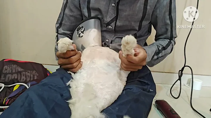 Video 4147261: persian cat hair cutting