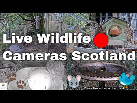 Past Live Stream | Bird Feeders, Wildlife Cameras Scotland UK from Scottish Wildlife Garden