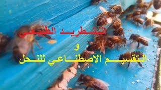 الدرس الخامس عشر التطريد الطبيعي و التقسيم الاصطناعي تربية النحل للمبتدئين