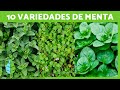 10 TIPOS de MENTA y sus CARACTERÍSTICAS🌿 ¡Variedades para Cultivar en tu Jardín!