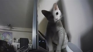 Crazy Devon Rex finds and attacks security camera! by Miette Rex 2,235 views 7 years ago 4 minutes