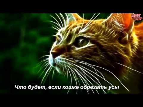 Что будет, если кошке обрезать усы