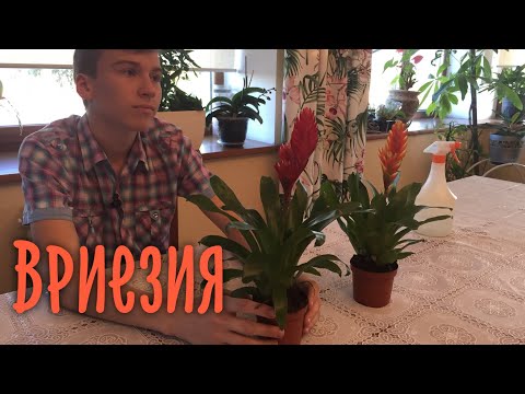 Комнатное растение Вриезия. Про уход и содержание. БотаникLIVE