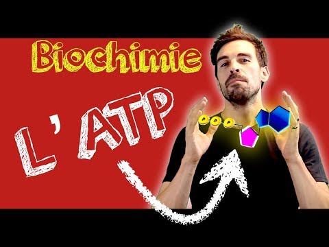 Vidéo: Que fait l'ATP synthase ?