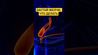 Застой желчи, что делать #health #healthy #здоровье #gall #желчь #желчныйпузырь #bile #gallbladder