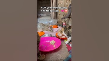 Every bit of your support counts. Click on the links in our bio to donate for any support#cat