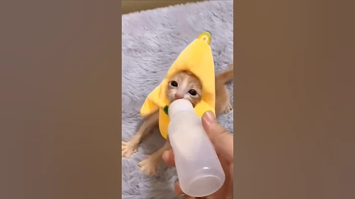 Video 11784971: cat kitten cute pets, cat kitten pets funny, cats compilation cute funny