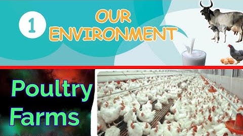 Our Environment- Poultry Farms/ 5th standard/ science/ unit 1/ term 3/ Samacheer kalvi