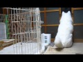 【秋田犬げんき】自分でもビックリしたおならは尻尾で拡散【akita dog fart】