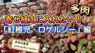 寄せ植えに入れたい！【紅稚児、ロゲルシー編】 多肉生産者「pukupuku
