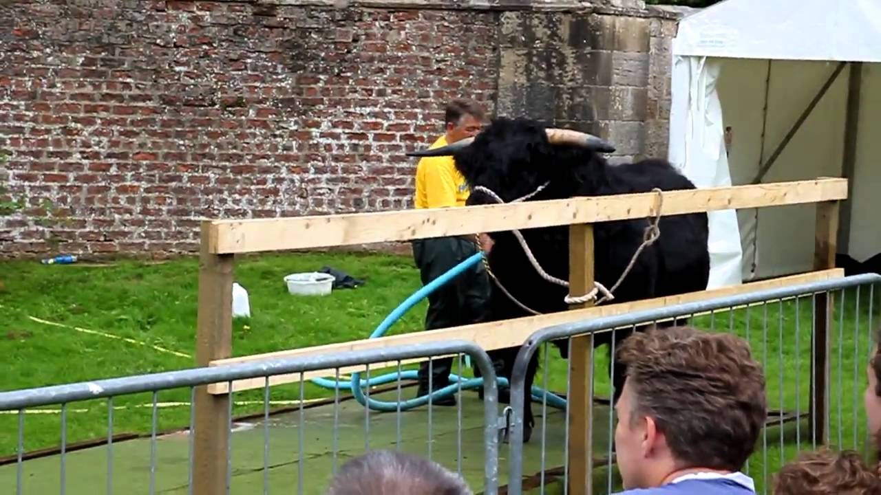 Highland Cow Events Pollok Park