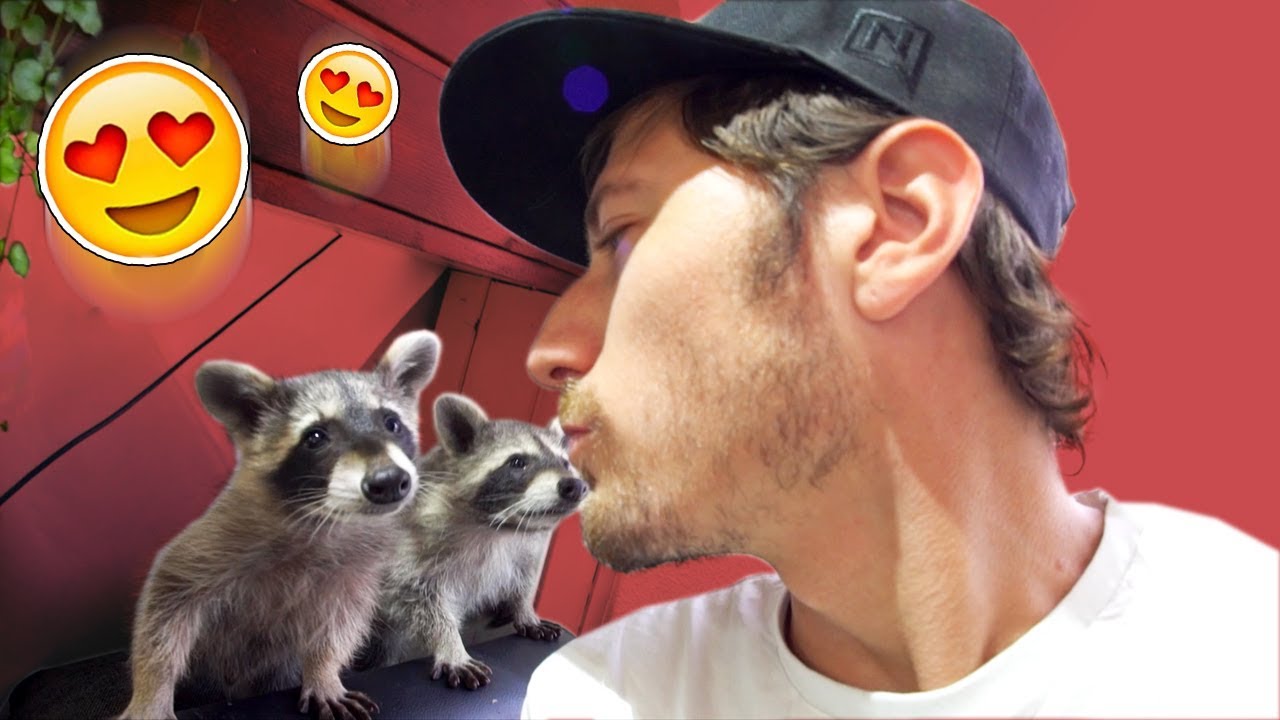Waschbären Babys Waschbären Babys