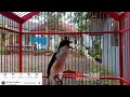 Cendet Gacor Jos Gandos Buat Pancingan Cendet Lelet Dan Kurang Emosi Mp3 - Mp4 Download