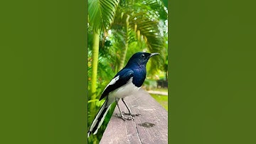 Oriental Magpie-Robin | Bird Watching
