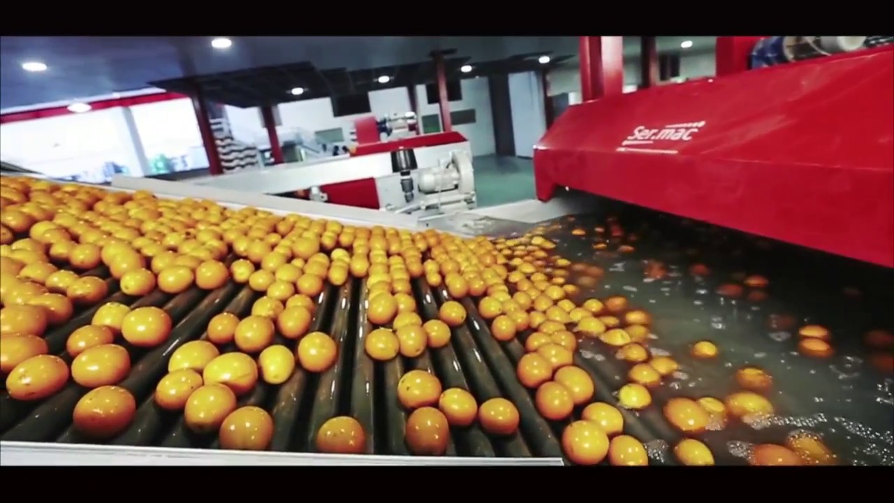 Complete Processing and sorting line for oranges