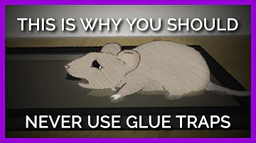 Why Nobody Should EVER Use Glue Traps