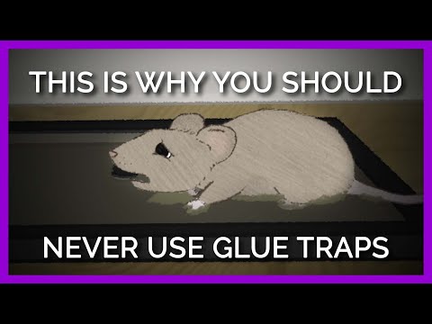 Video: Distrugerea șoarecilor: soluții alternative la problemă