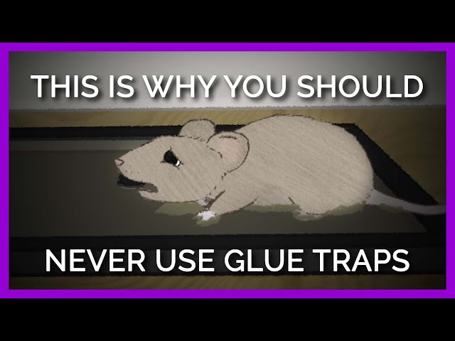 Why Nobody Should EVER Use Glue Traps class=