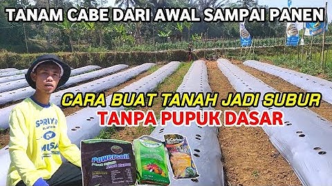 RAHASIA..!! BUDIDAYA CABE TANPA PUPUK DASAR | PENGOCORAN SEBELUM TANAM SUPAYA TANAH SUBUR