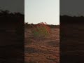 Desert Bloom | 3D Motion Tracking in After Effects Advanced 3D