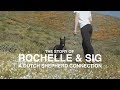 DUTCH SHEPHERD CONNECTION: ROCHELLE & SIG